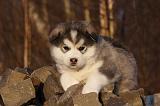 ALASKAN MALAMUTE 600